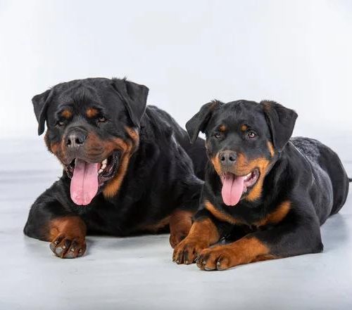 Choosing the Right Guard Dog for Your Home