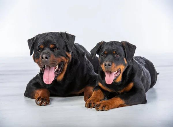 Choosing the Right Guard Dog for Your Home